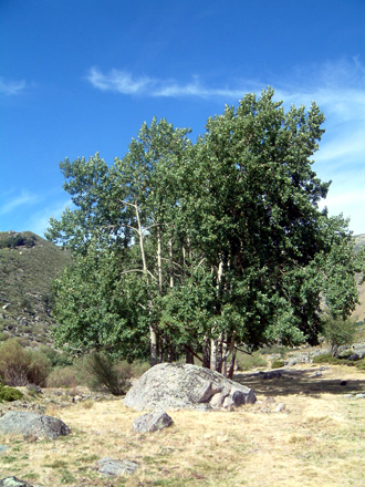 Álamo temblón
